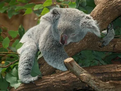 2-Hour Yoga Nidra For Sleep And Insomnia Relief (Level 1)