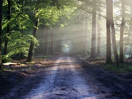 2 Hours Of Peace In The Forest