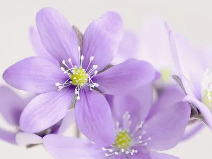 2 Hz Delta Waves: Deep Sleep & Pain Relief