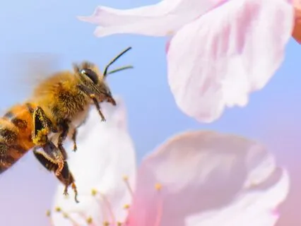 2-Minute Morning Busy Bee With Boundaries