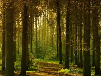 20 Minutes - Forest Breath: A Body Scan For Inner Peace