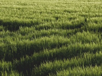 20-Minute Breath Meditation For Calm