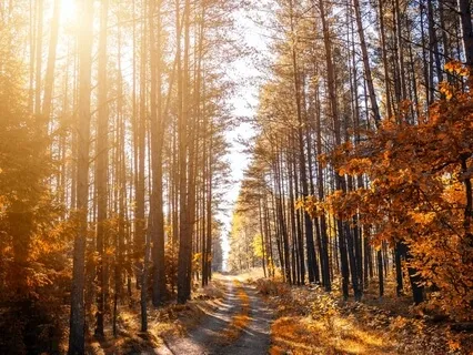 Gratitude Meditation (Body Scan & Breathwork)