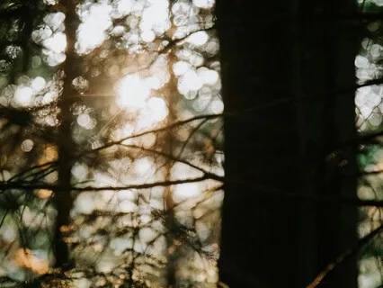 20-Minute Guided Curiosity - The Forest