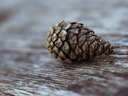 Foster Focus & Presence (Sam)