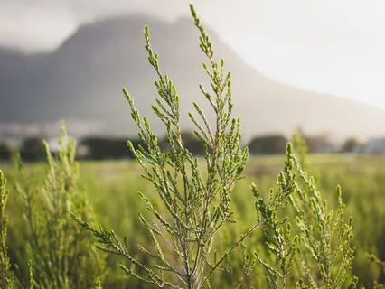 MBSR Body Scan For Present Moment Awareness