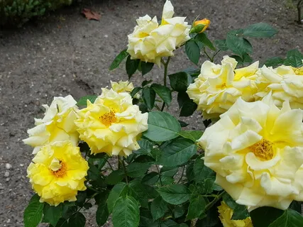 20 Minute Tingsha Meditation