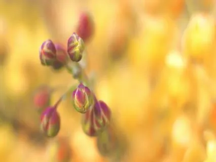 20-Minute Yoga Nidra For Abundance