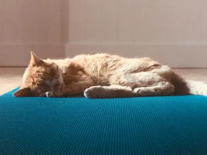 20-Minute Yoga Nidra For Cat Lovers