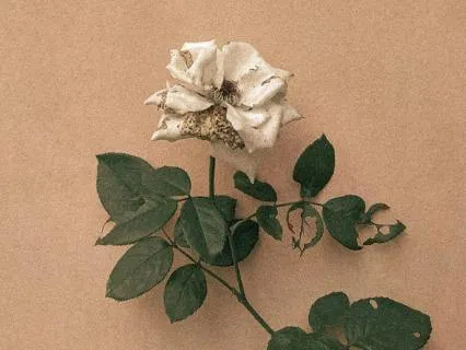 20 Minute Yoga Nidra For Manifesting Your Desires