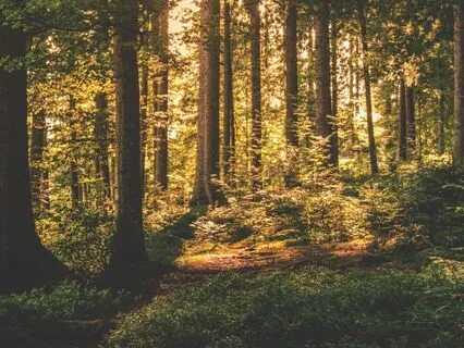 20-Minute Yoga Nidra With Guided Visualization