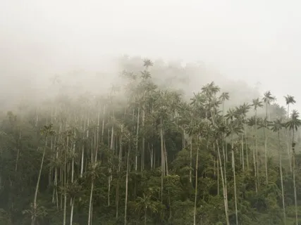 20 Minutes Of Costa Rican Rainforest Thunderstorm (No Music)
