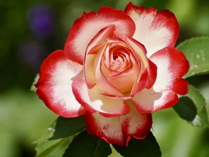 20 Minutes Of Loving Kindness