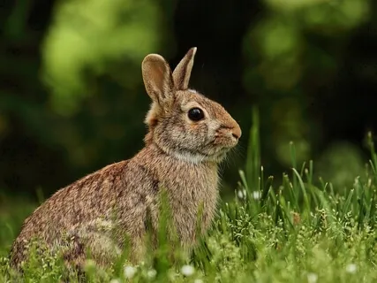 2021 Earth Day Sound & Energy Healing (Soundology)