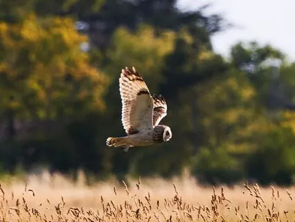 2025_Wise Mindfulness