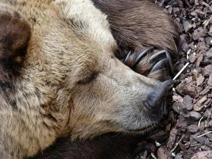 2026 The Gift Of Sacred Rest Series: Holy Hibernation