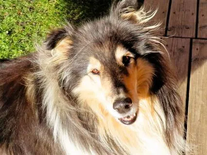 2026, Year Of The Fire Horse (Wildly Free Interpretation)