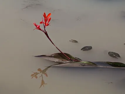 21 Day Of Morning Mantra - Day 13: Celebrate Hope