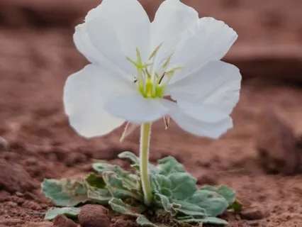 21 Day Of Morning Mantra - Day 17:  Power Of Resilience