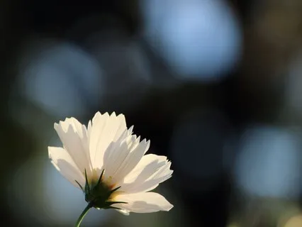 21 Days Of Morning Mantra