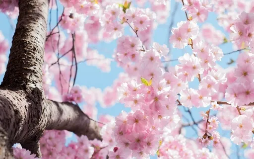 21 Gratitude Affirmations Meditation