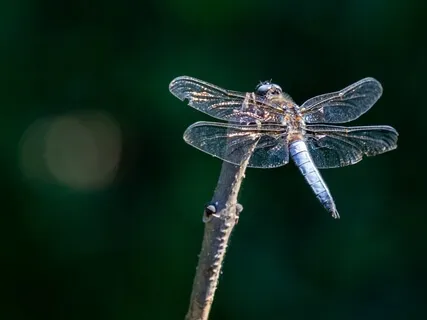 22. Balance (Advanced)