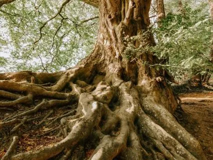 22-Minute Yoga Nidra For Stability