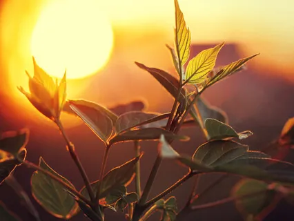 222Hz Angel Abundance Of Blessings - Calm Sound Healing