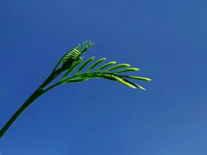 24. A Meditation In Solitude