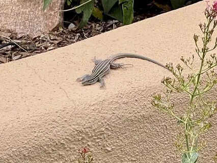 24. Joy - Music Only - WIWD