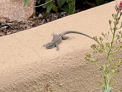 24. Joy With Affirmations WIWD