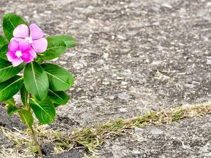 WOW 25/50: Resilience As A Foundation For A Great Life