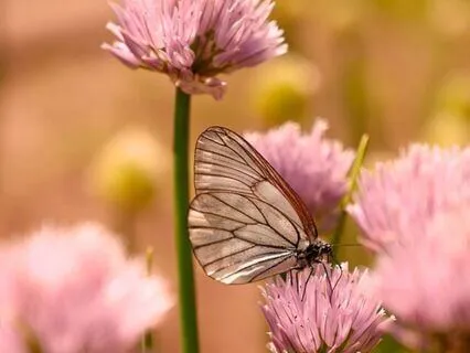 25 I AM Affirmations For Balance, Renewal & Transformation