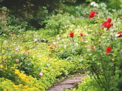 25 Min Yoga Nidra Cultivating Inner Garden