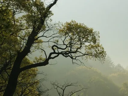 25-Minute Yoga Nidra | Spacious Awareness