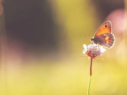 25 Mindful Flow of Breath, Body & Senses Guided Meditation