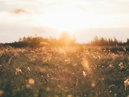 25-Minute Guided Curiosity ~ Meadow