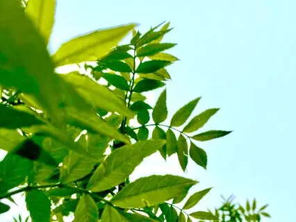 256 Hz Calming Creek Ambience (5Hz Theta Binaural Beat)