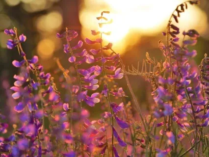 256Hz Alpha | Elevation | Binaural Beats + Isochronic Tones