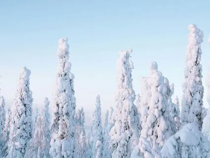 28-Minute Winter Forest Yoga Nidra Nap