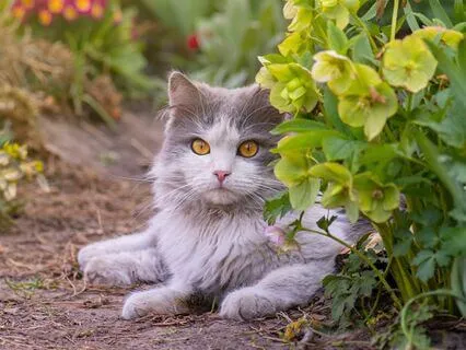 285 + 528 Hz Tuning Forks + Purring For Cats & Their Humans