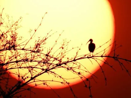 285 Hz | Cellular Healing & Energy Restoration