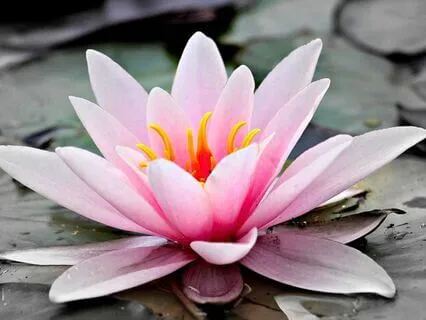 285 Hz Healing Tone | Cellular Repair & Rejuvenation