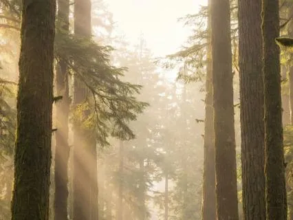 285Hz Binaural Beats - Deep Sleep Music For Tissue Healing