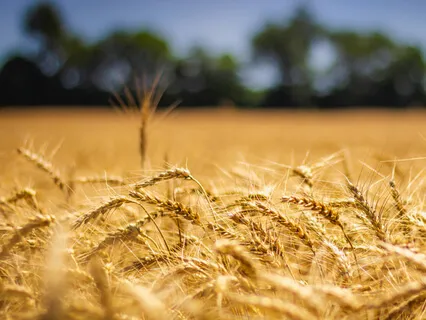 29. Dodi: A Meditation On My Beloved (Advanced)