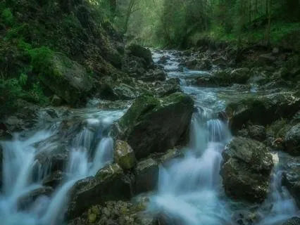 2H Riachuelo y pajaros del bosque