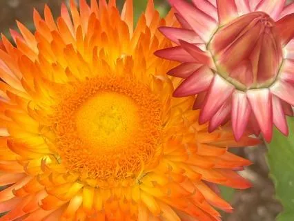 2nd Chakra, Dr Nina's Friday Meditation Circle: Freedom