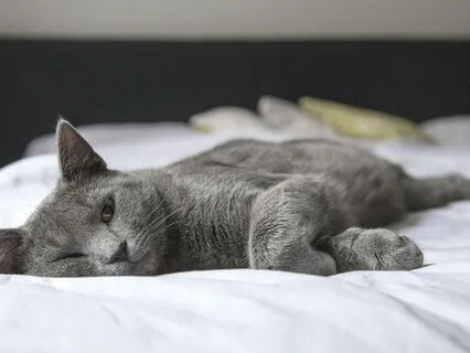 3.2Hz Delta Brain Waves REM Sleep Music