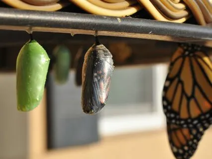 3/3 Portal Of Transformation Activation