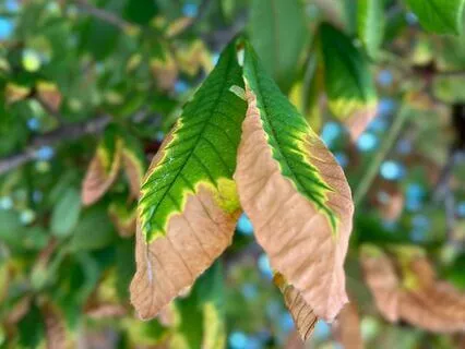 3 Adımlı Nefes Alanı-Genişletilmiş